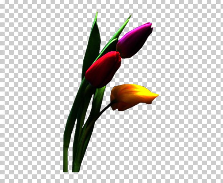 Tulip Cut Flowers Petal Blume PNG, Clipart, 2016, 2017, 2018, Auglis, Beyaz Free PNG Download