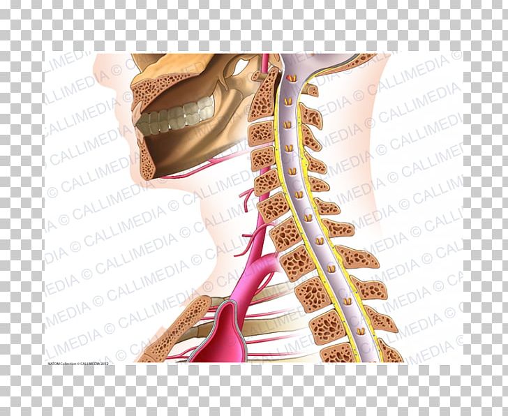 Vein Shoulder Neck Human Anatomy PNG, Clipart, Abdomen, Anatomy, Arm, Artery, Blood Vessel Free PNG Download