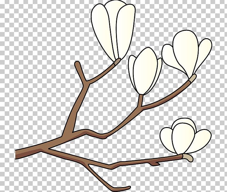 Magnolia Kobus Southern Magnolia PNG, Clipart, Branch, Document, Drawing, Flower, Heart Free PNG Download