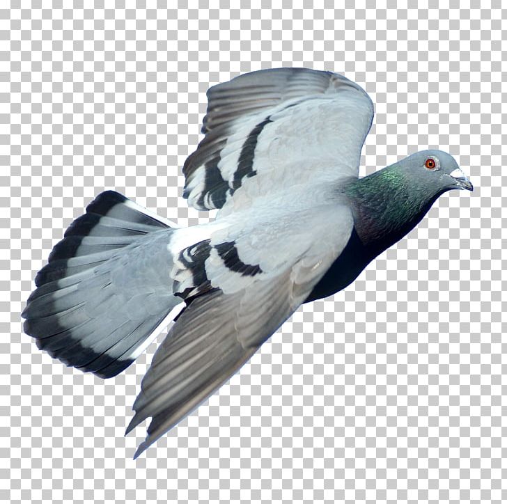Rock Dove Columbidae Bird Stock Dove PNG, Clipart, Animals, Beak, Bird, Columbidae, Computer Graphics Free PNG Download