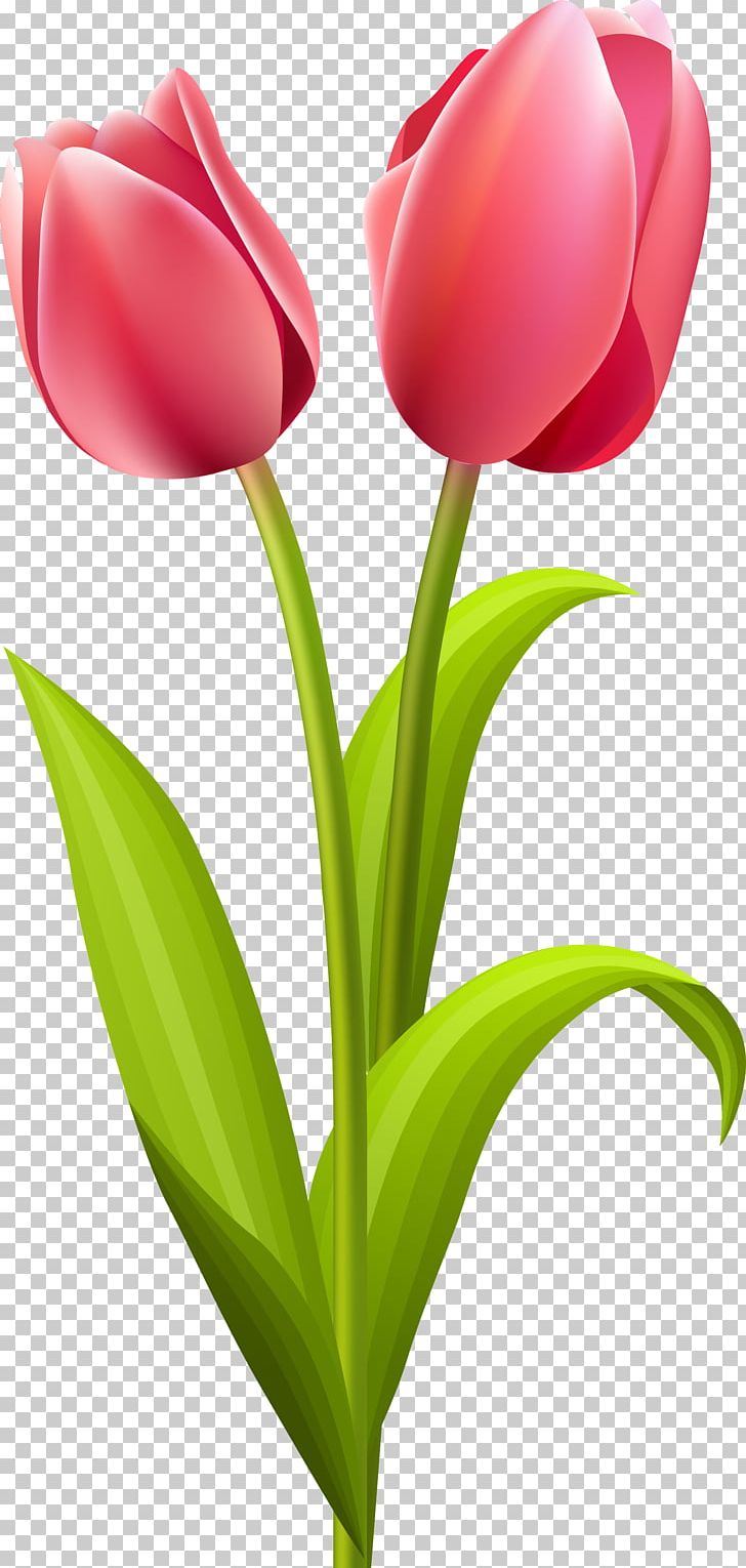 Tulip Flower Bouquet PNG, Clipart, Clip Art, Cut Flowers, Floral Design, Flower, Flower Bouquet Free PNG Download