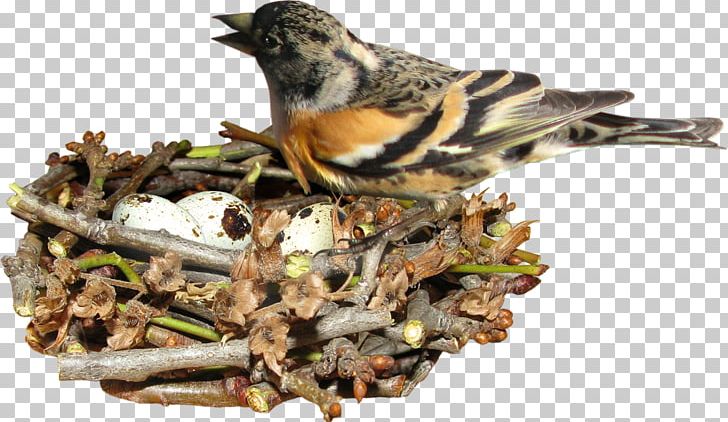 Edible Birds Nest Egg PNG, Clipart, Animals, Beak, Bird, Bird Cage, Bird Food Free PNG Download