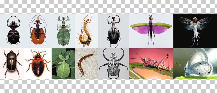 Insect Arthropod Exoskeleton Pollinator Homo Sapiens PNG, Clipart, Animals, Arthropod, Beauty, Collage, Exoskeleton Free PNG Download