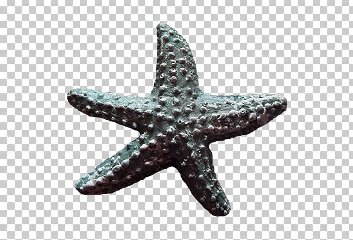 Starfish PNG, Clipart, Animals, Beach, Beautiful Starfish, Cartoon Starfish, Designer Free PNG Download