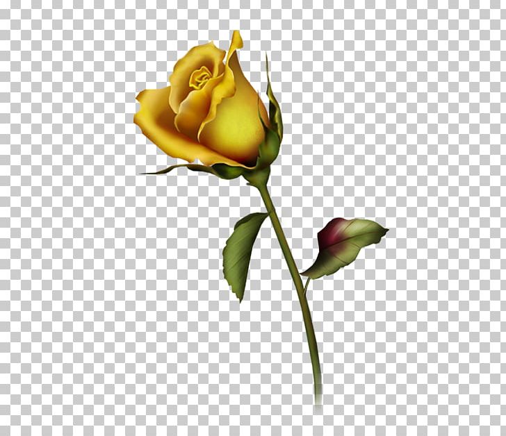 Rose PNG, Clipart, Art, Bud, Computer, Computer Wallpaper, Cut Flowers Free PNG Download