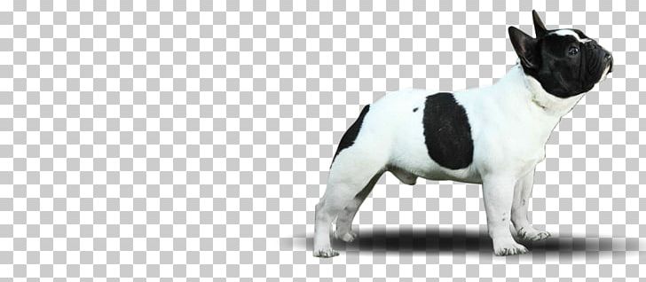 French Bulldog Boston Terrier Puppy Dog Breed PNG, Clipart, Animal, Animal Figure, Animals, Black And White, Boston Terrier Free PNG Download