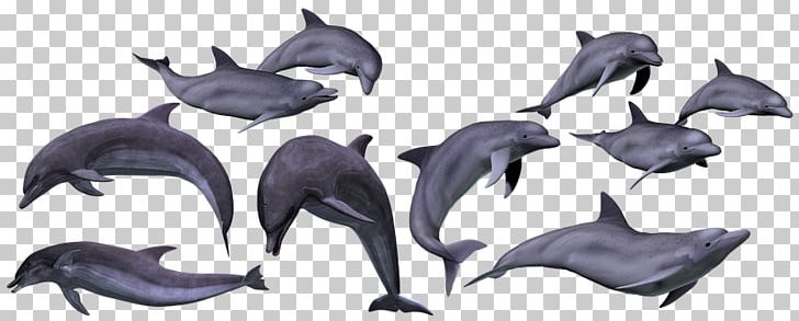 Tucuxi Common Bottlenose Dolphin Sea Mammal PNG, Clipart, Animal, Animal Figure, Bottlenose Dolphin, Common Bottlenose Dolphin, Dolphin Free PNG Download