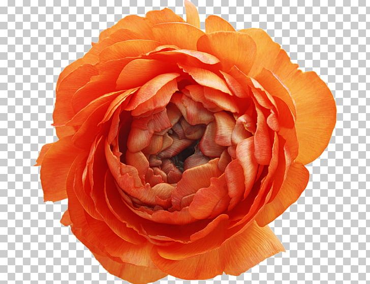 Garden Roses Flower PNG, Clipart, China Rose, Computer Icons, Cut Flowers, Download, Floribunda Free PNG Download