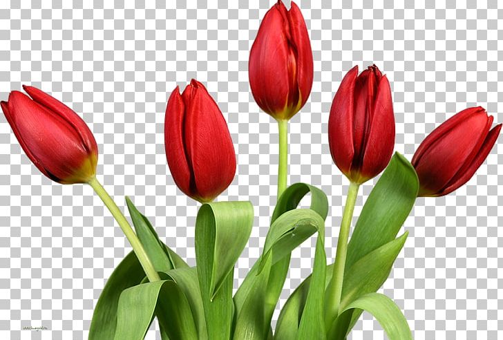 Tulip Flower PNG, Clipart, Bud, Computer Icons, Cut Flowers, Desktop Wallpaper, Floristry Free PNG Download