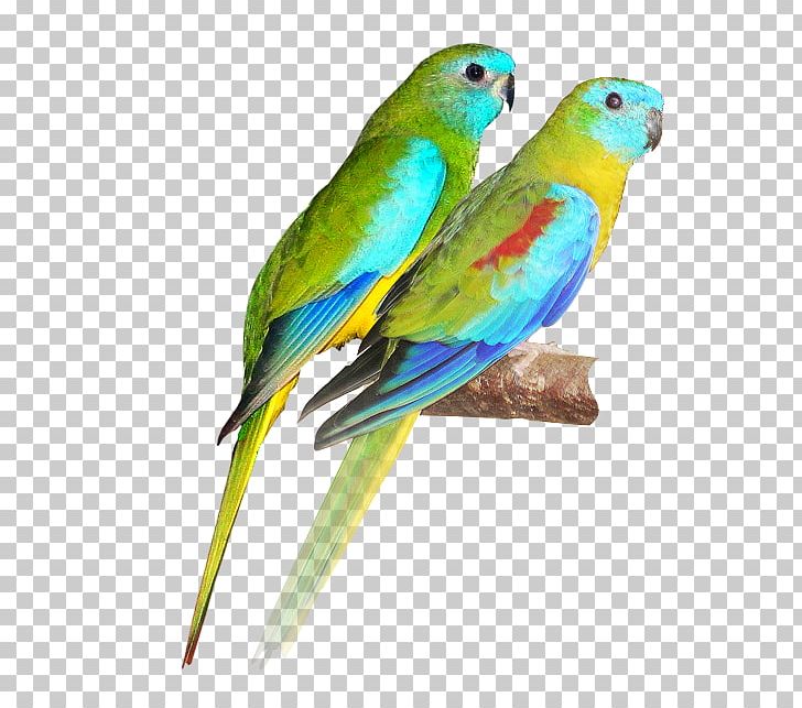 Bird Turquoise Parrot Scarlet-chested Parrot Budgerigar Parakeet PNG, Clipart, Animals, Beak, Bird, Bourkes Parrot, Cockatoo Free PNG Download