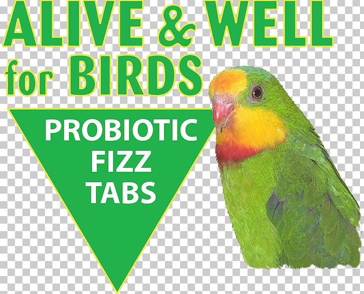 Lovebird Parakeet Beak PNG, Clipart, Animals, Beak, Beneficial Organism, Bird, Bird Supply Free PNG Download