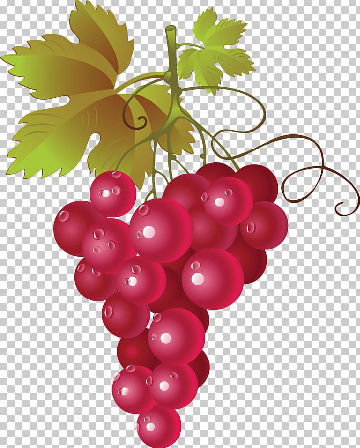 Red Wine Common Grape Vine PNG, Clipart, Concord Grape, Flowering Plant, Food, Free, Fruit Free PNG Download