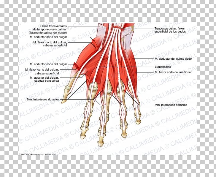 Finger Muscle Muscular System Dorsal Interossei Of The Hand PNG, Clipart, Abdomen, Anatomy, Appareil Digestif, Arm, Blood Vessel Free PNG Download