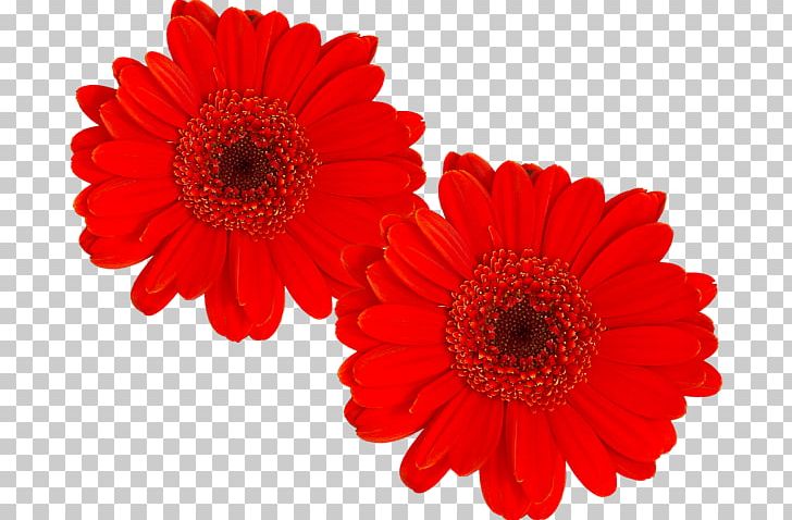 Transvaal Daisy Cut Flowers Chrysanthemum Dahlia Petal PNG, Clipart, Annual Plant, Chrysanthemum, Chrysanths, Cut Flowers, Dahlia Free PNG Download