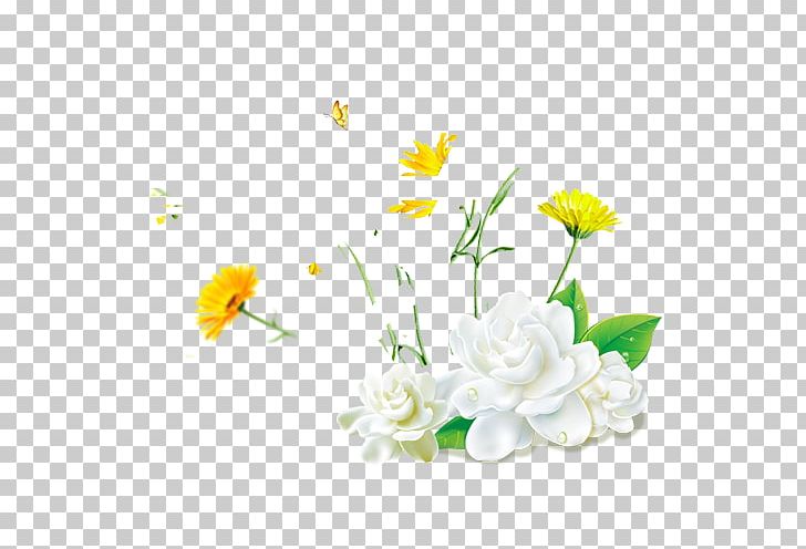 Cape Jasmine Flower PNG, Clipart, Cape Jasmine, Chrysanthemum Chrysanthemum, Chrysanthemums, Dahlia, Encapsulated Postscript Free PNG Download