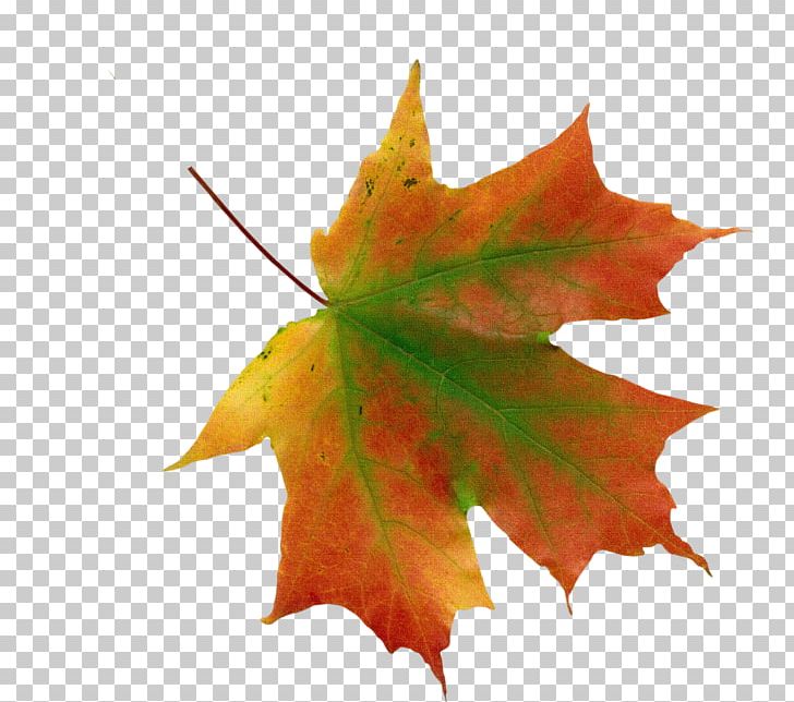 Portable Network Graphics Psd Transparency Autumn Leaf Color PNG, Clipart, Autumn, Autumn Leaf Color, Computer Icons, Desktop Wallpaper, Download Free PNG Download