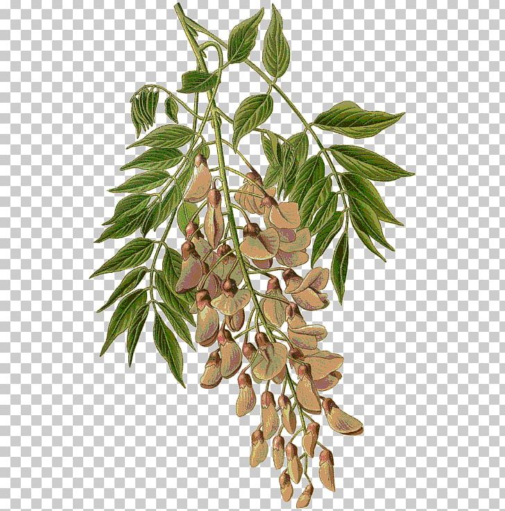 Chinese Wisteria Watercolor Painting Drawing PNG, Clipart, Art, Botanical Illustration, Branch, Chinese Painting, Drawing Free PNG Download