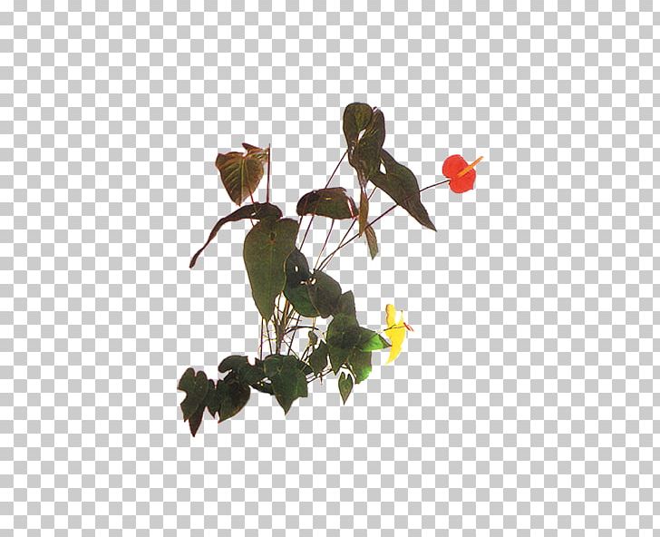 Houseplant Bonsai PNG, Clipart, Adobe Illustrator, Bonsai, Branch, Download, Euclidean Vector Free PNG Download