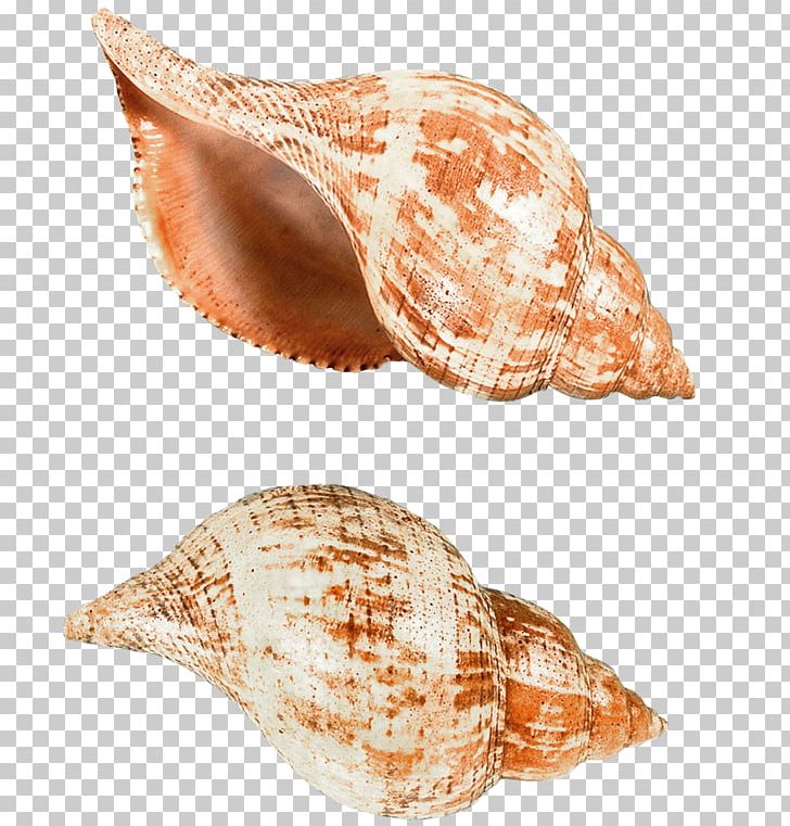 Papua New Guinea Seashell Computer File PNG, Clipart, Beach, Clipart, Computer File, Conch, Conchology Free PNG Download
