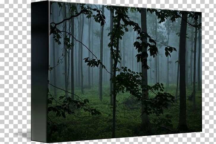 Window Woodland Tree Landscape PNG, Clipart, Biome, Conifers, Ecosystem, Foggy Forest, Forest Free PNG Download