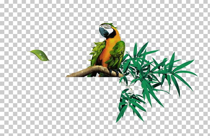 Bamboo Leaf Euclidean PNG, Clipart, Animals, Bamboe, Bamboo, Beak, Bird Free PNG Download