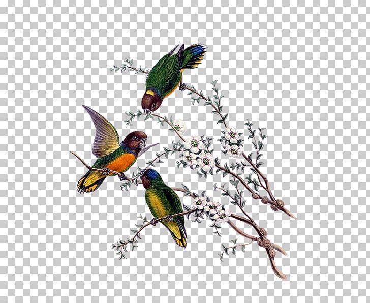 Hummingbird Bird-of-paradise Still Life PNG, Clipart, Animals, Art, Beak, Bird, Bird Of Paradise Free PNG Download
