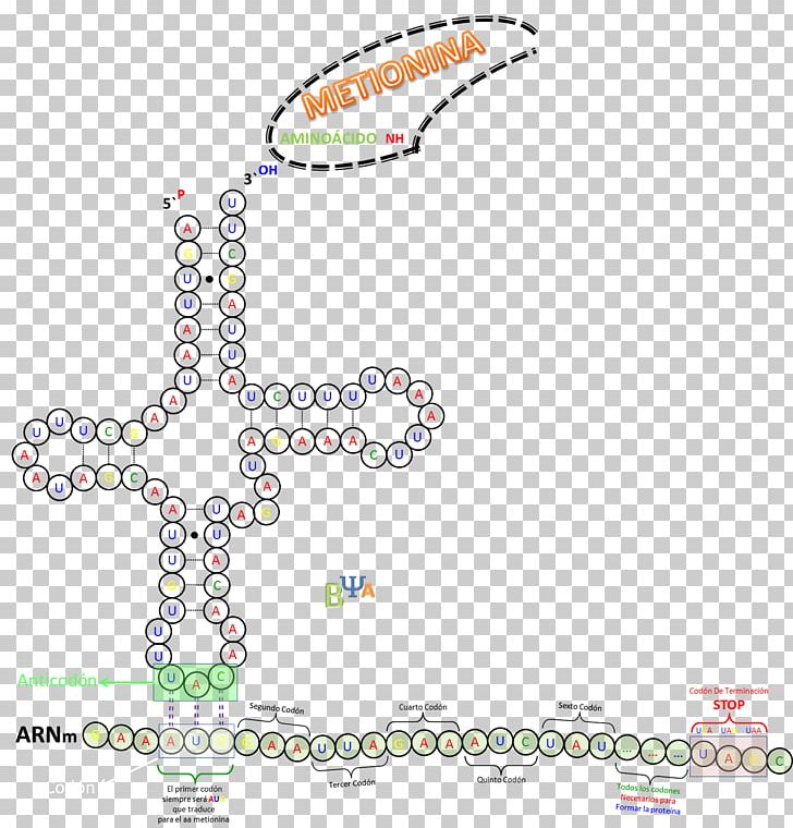 Transfer RNA Translation Codon Ribosome PNG, Clipart, Animal, Area, Body Jewelry, Cambiante, Codon Free PNG Download