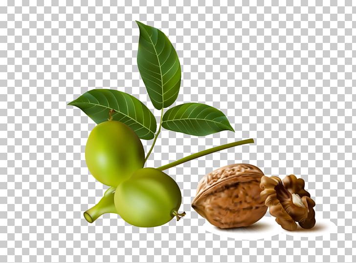 Walnut Euclidean PNG, Clipart, Apple, Encapsulated Postscript, Food, Fruit, Fruit Nut Free PNG Download