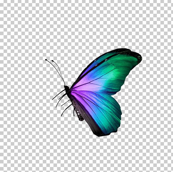 Butterfly Raster Graphics Icon PNG, Clipart, Animal, Arthropod, Blue Butterfly, Brush Footed Butterfly, Butterflies Free PNG Download