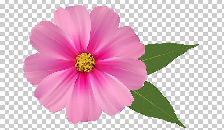 Pink Flowers Rose PNG, Clipart, Annual Plant, Aster, Blossom, Collection, Common Daisy Free PNG Download