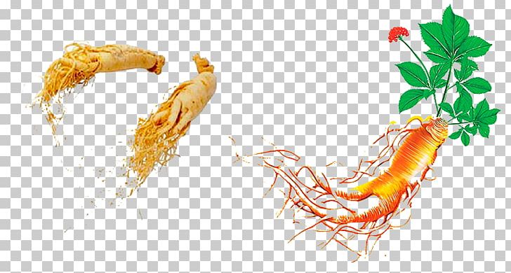 Asian Ginseng American Ginseng Ginsenoside PNG, Clipart, American Ginseng, Asian, Asian Ginseng, Che, Cho Free PNG Download