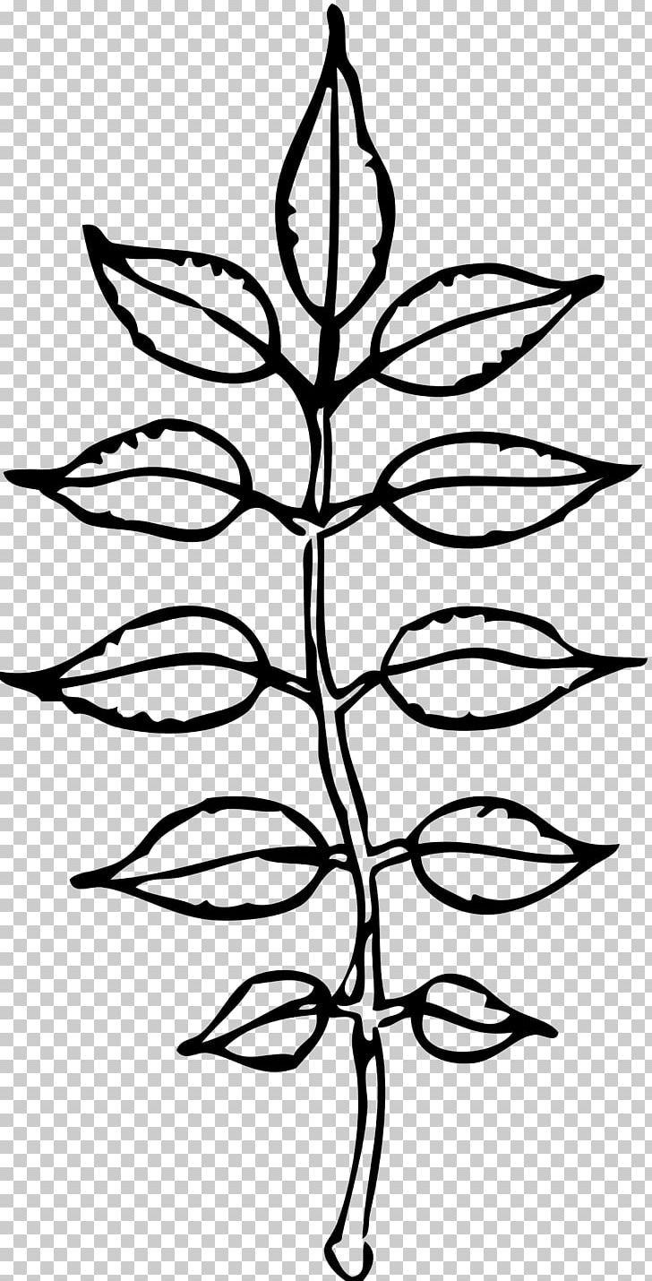 Black And White Leaf PNG, Clipart, Black And White, Branch, Coloring Book, Download, Flora Free PNG Download