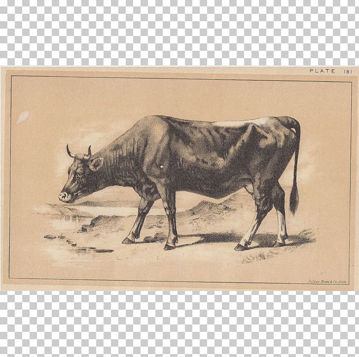 Bull Cattle Ox Drawing Fauna PNG, Clipart, Animals, Bien, Bull, Cattle, Cattle Like Mammal Free PNG Download