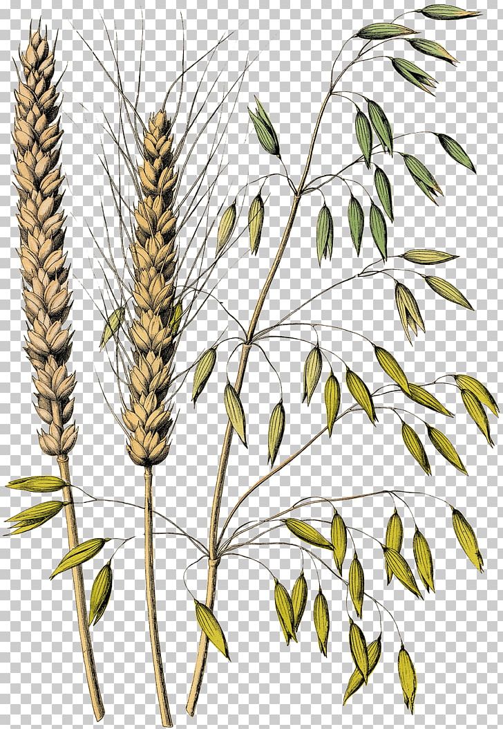 Oat Drawing Grasses Avena Fatua Cereal PNG, Clipart, Avena, Avena , Botanical Illustration, Branch, Cereal Germ Free PNG Download