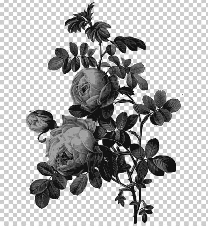 Rose Drawing Printing Painting Art PNG, Clipart, Art, Black And White, Botanical Illustration, Botany, Branch Free PNG Download