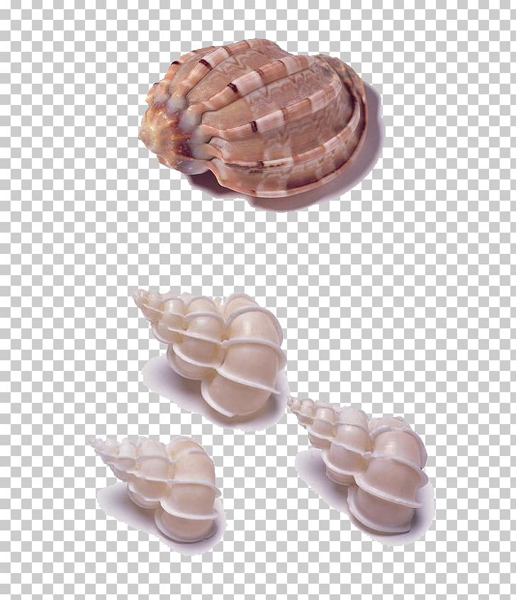 Seashell Sea Snail PNG, Clipart, Bonbon, Cartoon Conch, Chocolate, Conch, Conch Blowing Free PNG Download