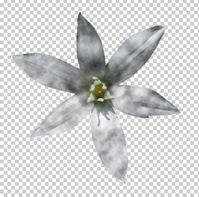 White Flower Petal Plant Wildflower PNG, Clipart, Blackandwhite, Flower, Petal, Plant, White Free PNG Download