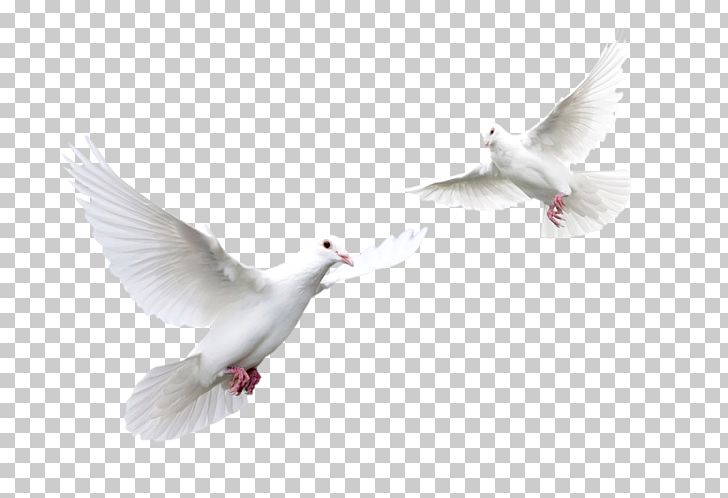 Arbitration Icon PNG, Clipart, Animals, Asuka, Beak, Bird, Charadriiformes Free PNG Download