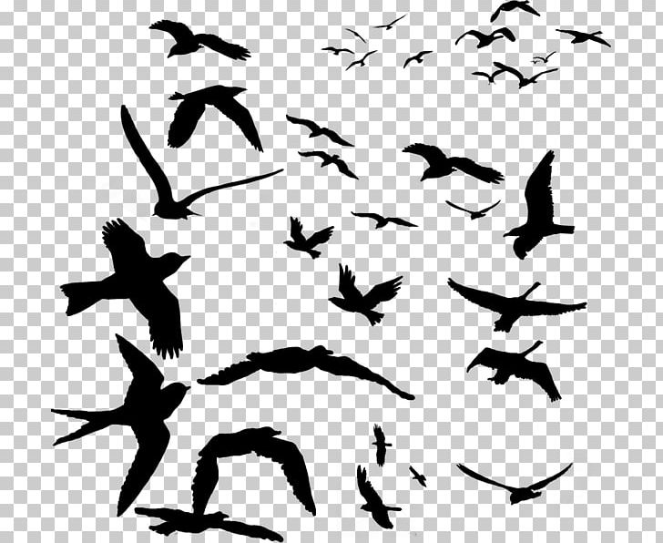 Bird Migration Beak Parrot Flock PNG, Clipart, Animal Migration, Beak, Bird, Bird Flight, Bird Migration Free PNG Download