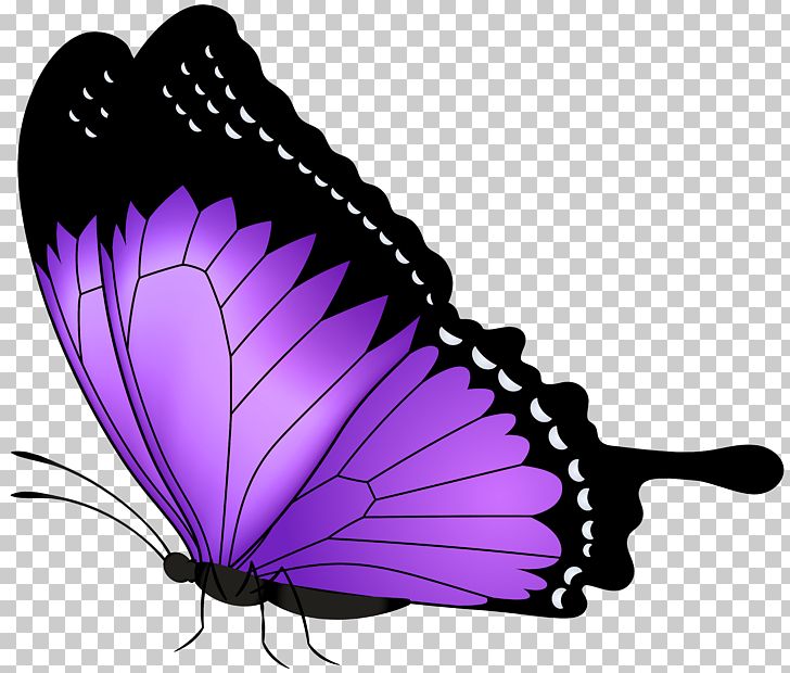 Butterfly Purple PNG, Clipart, Art, Arthropod, Brush Footed Butterfly, Butterflies, Butterflies And Moths Free PNG Download