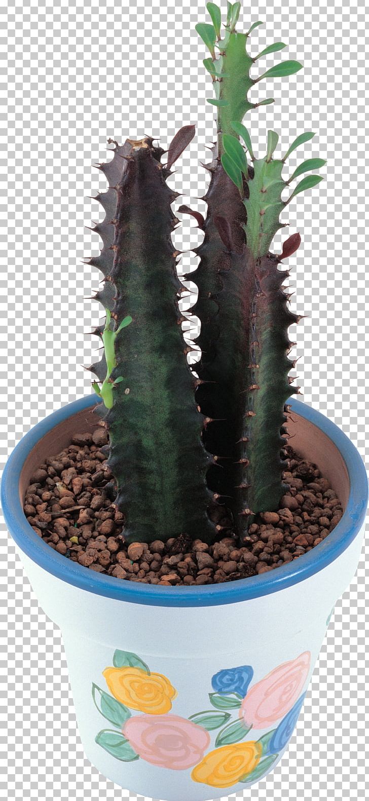Cactaceae Acanthocereus Tetragonus Succulent Plant PNG, Clipart, Acanthocereus, Acanthocereus Tetragonus, Aloe, Cactaceae, Cactus Free PNG Download