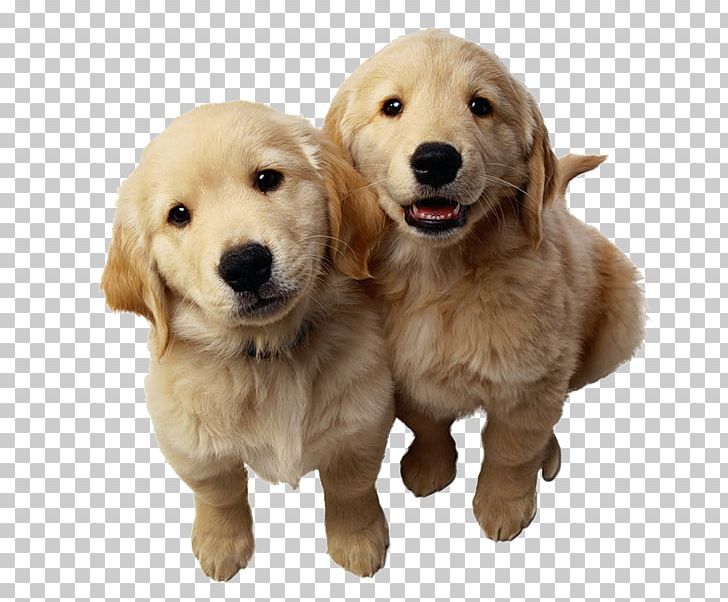 Golden Retriever Labrador Retriever Puppy Pet PNG, Clipart, Animal, Animals, Carnivoran, Cat, Companion Dog Free PNG Download
