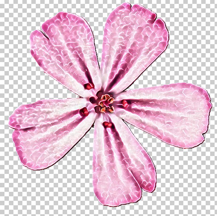 Petal Pink M Cut Flowers P!nk PNG, Clipart, Background, Cut Flowers, Flower, Flowering Plant, Magenta Free PNG Download