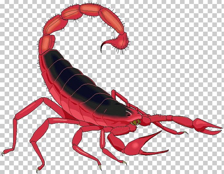 Scorpion Casey Demons Invertebrate PNG, Clipart, Animal Figure, Animation, Arthropod, Casey Demons, Crayfish Free PNG Download