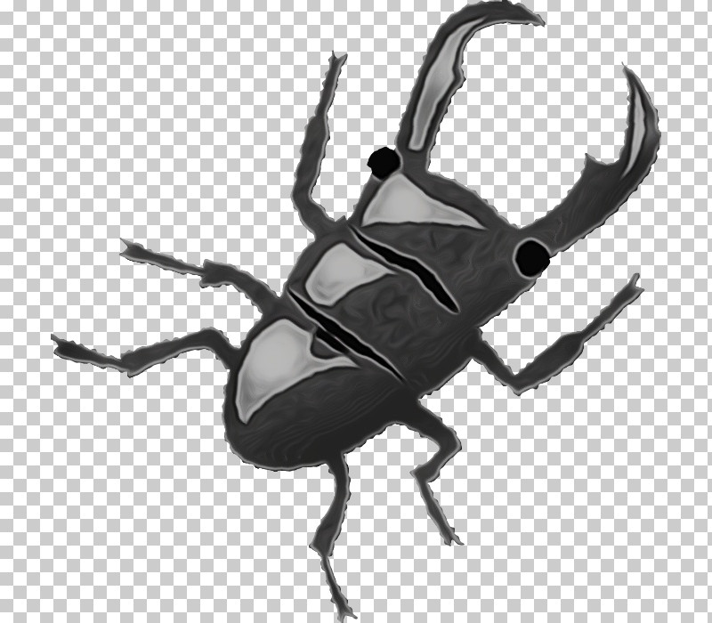 Insect Beetle Stag Beetles Weevil Japanese Rhinoceros Beetle PNG, Clipart, Beetle, Blister Beetles, Darkling Beetles, Ground Beetle, Insect Free PNG Download