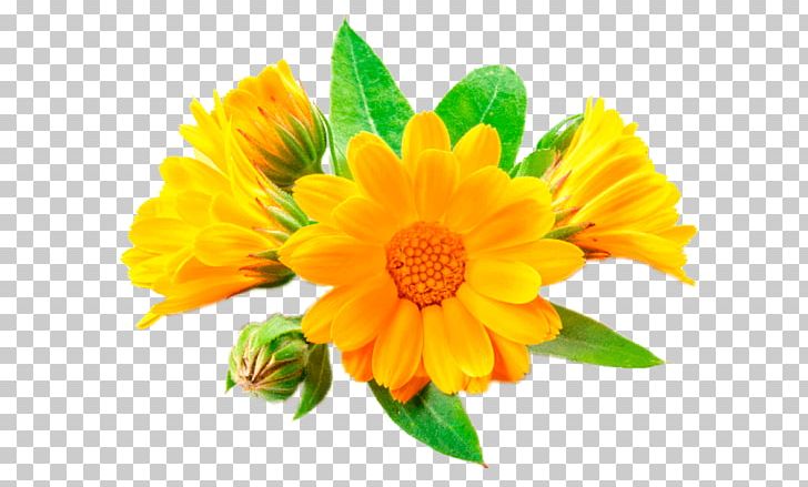 English Marigold IStock Stock Photography PNG, Clipart, Annual Plant, Calendula, Chrysanths, Cut Flowers, Daisy Family Free PNG Download