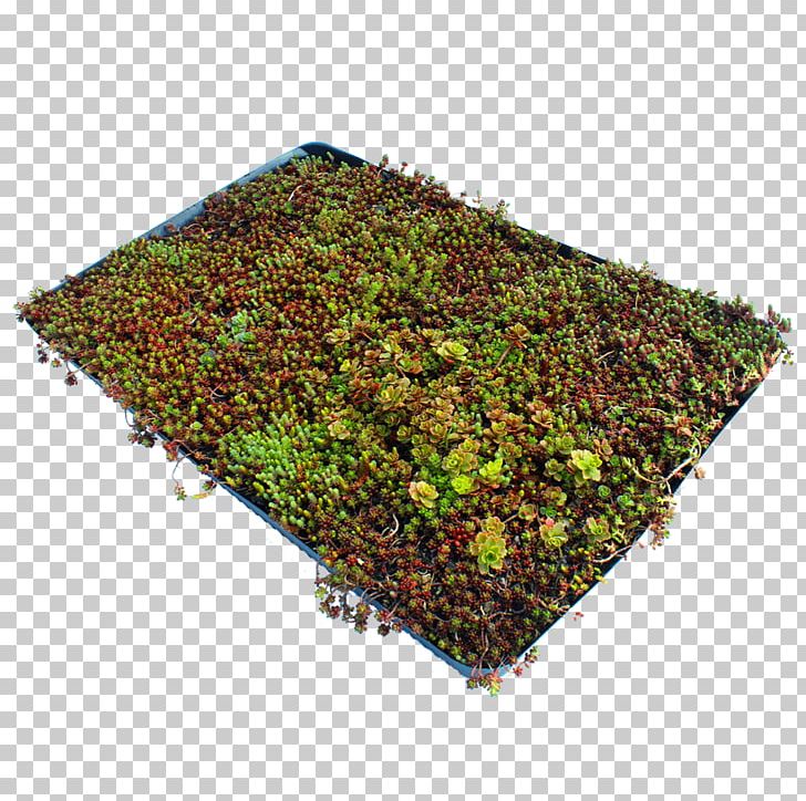Lawn Groundcover Garden Sod Stonecrop PNG, Clipart, Business, Garden, Grass, Groundcover, Herb Free PNG Download