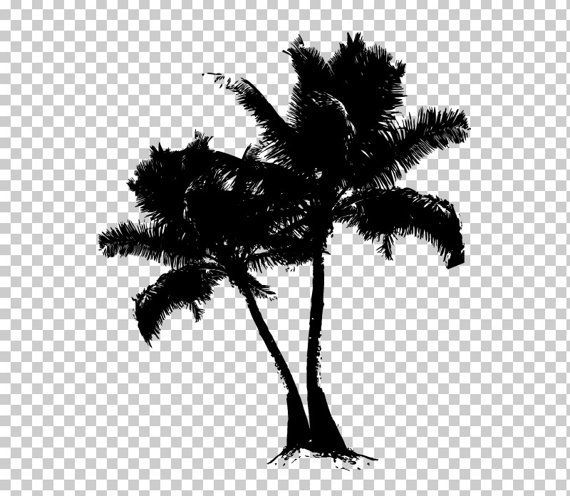 Palm Tree PNG, Clipart, Arecales, Blackandwhite, Borassus Flabellifer, Branch, Coconut Free PNG Download