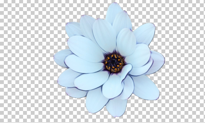 Flower Petal Cobalt Blue / M Plant Biology PNG, Clipart, Biology, Flower, Paint, Petal, Plant Free PNG Download