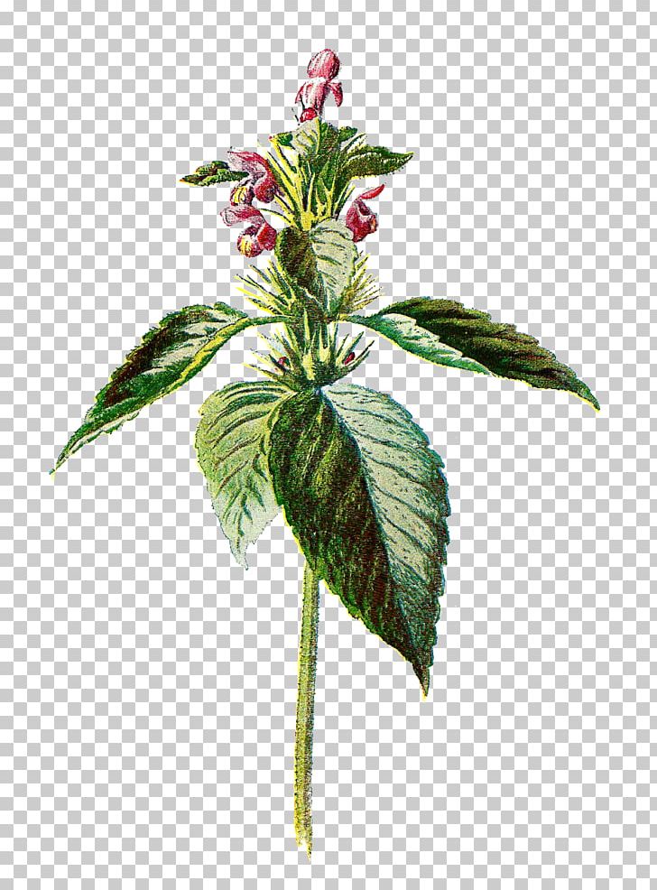 Common Nettle Flower Botany Botanical Illustration PNG, Clipart, Art, Botanical Illustration, Botany, Common Nettle, Digital Image Free PNG Download